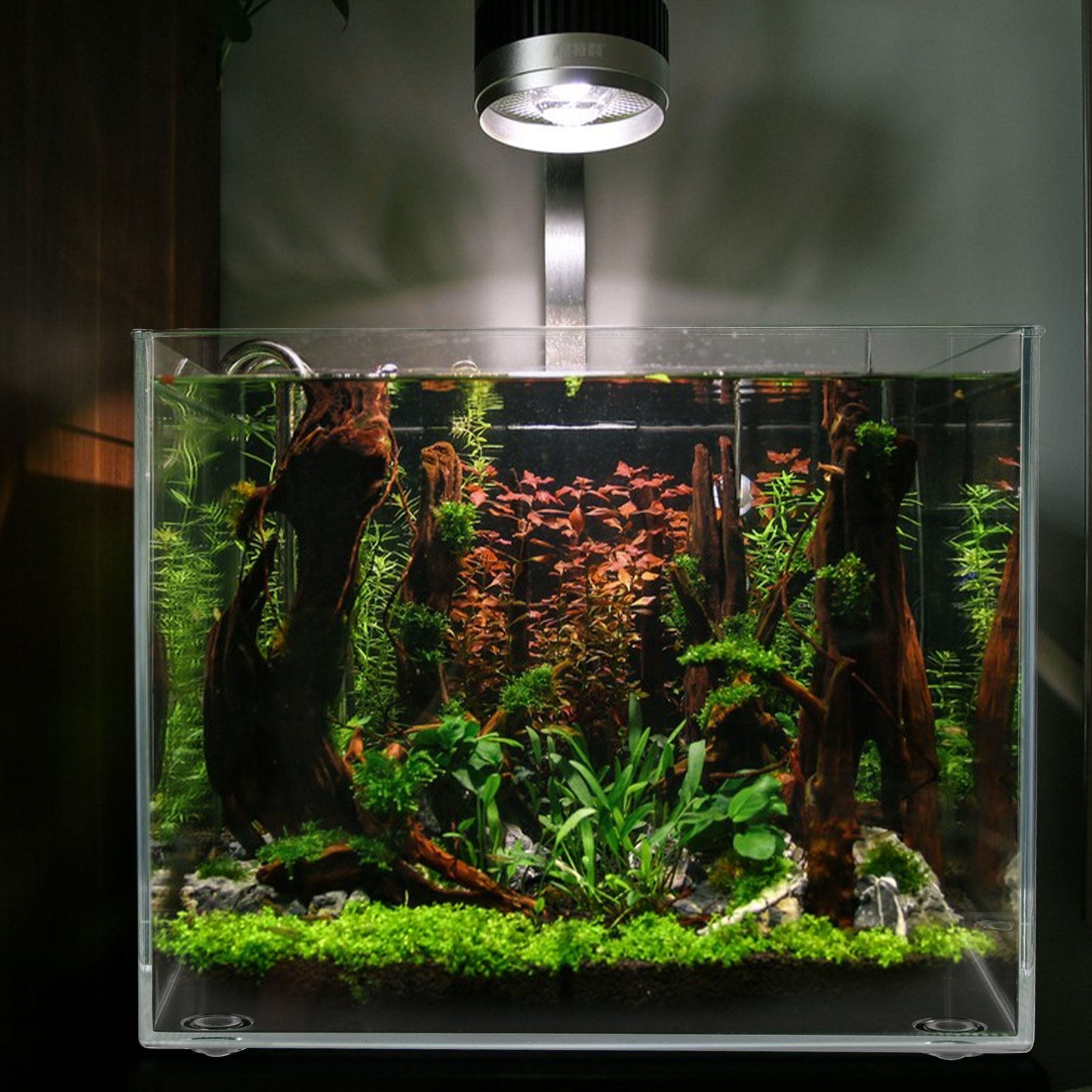 Planted Aquarium For Goldfish - Desktop Mini Aquarium for Betta Fish