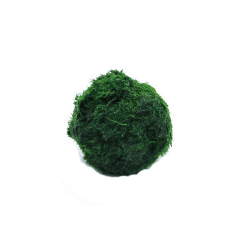 Aquarium Plant Seeds - Marimo Moss Balls Live Aquarium Plant