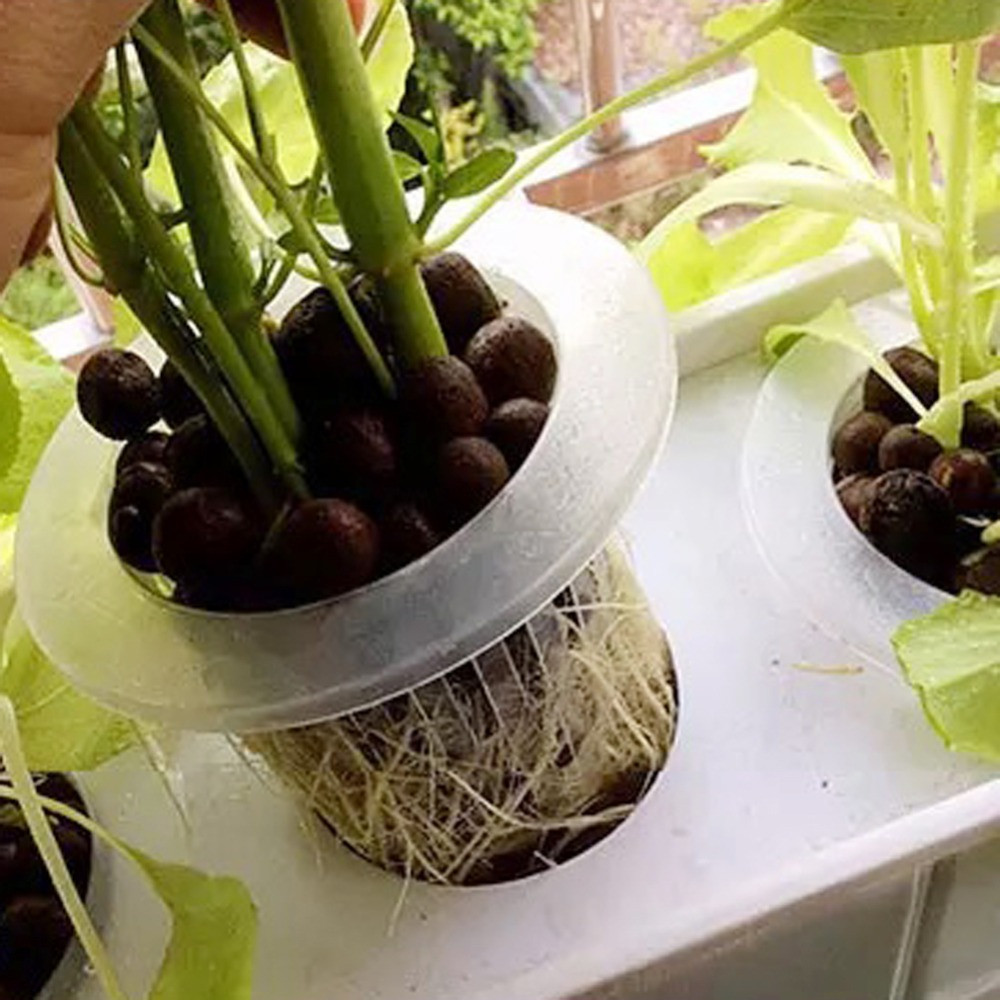 10/50pcs Hot sell Aquarium Cul - Aquarium Plant Seeds review and price