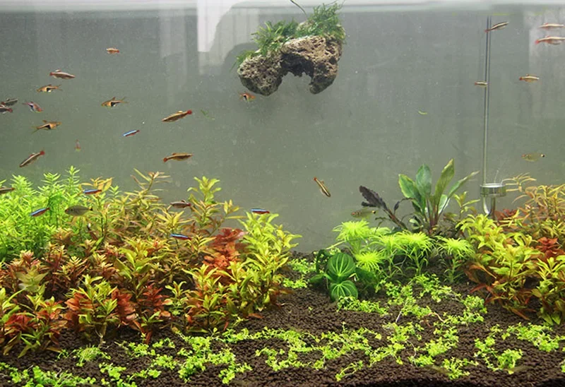 3pcs/lot Avatar Floating Real  - Aquarium Plants For Sale review and price