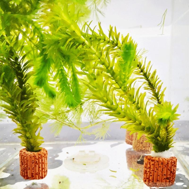 QX2E Paottery Aquariums Plant  - Emersed Plants Aquarium review and price