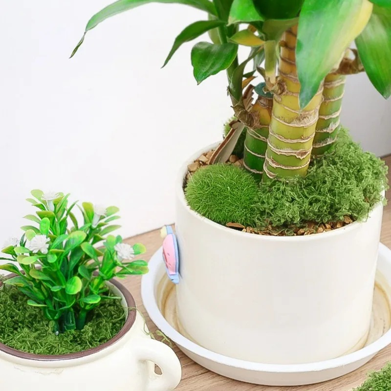 30/300G Artificial Realistic M - Aquarium Plant Seeds review and price