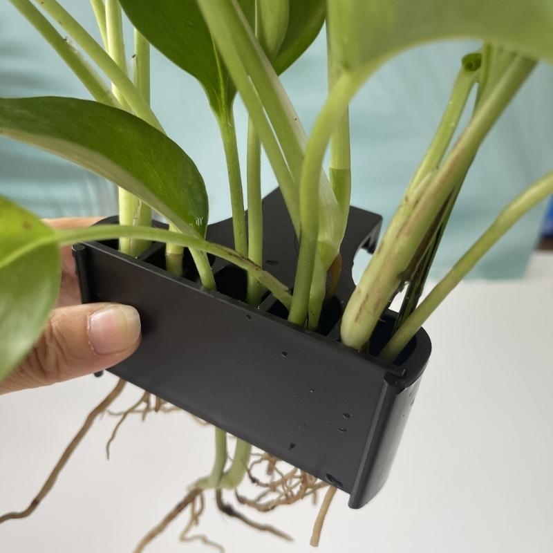 Aquatic Plant Cup Aquatic Plan - Emersed Plants Aquarium review and price