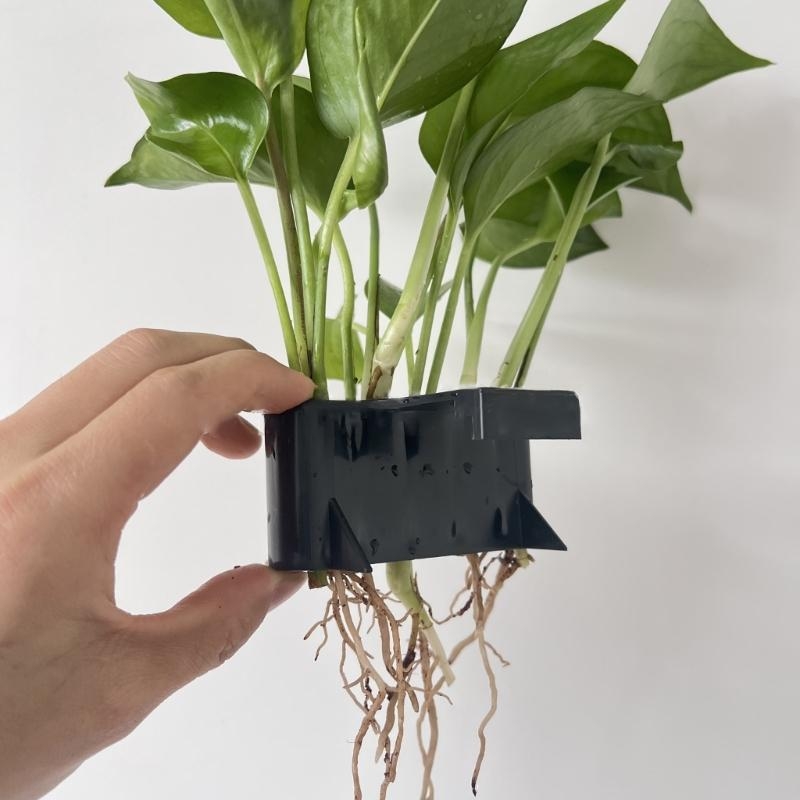 Aquatic Plant Cup Aquatic Plan - Emersed Plants Aquarium review and price
