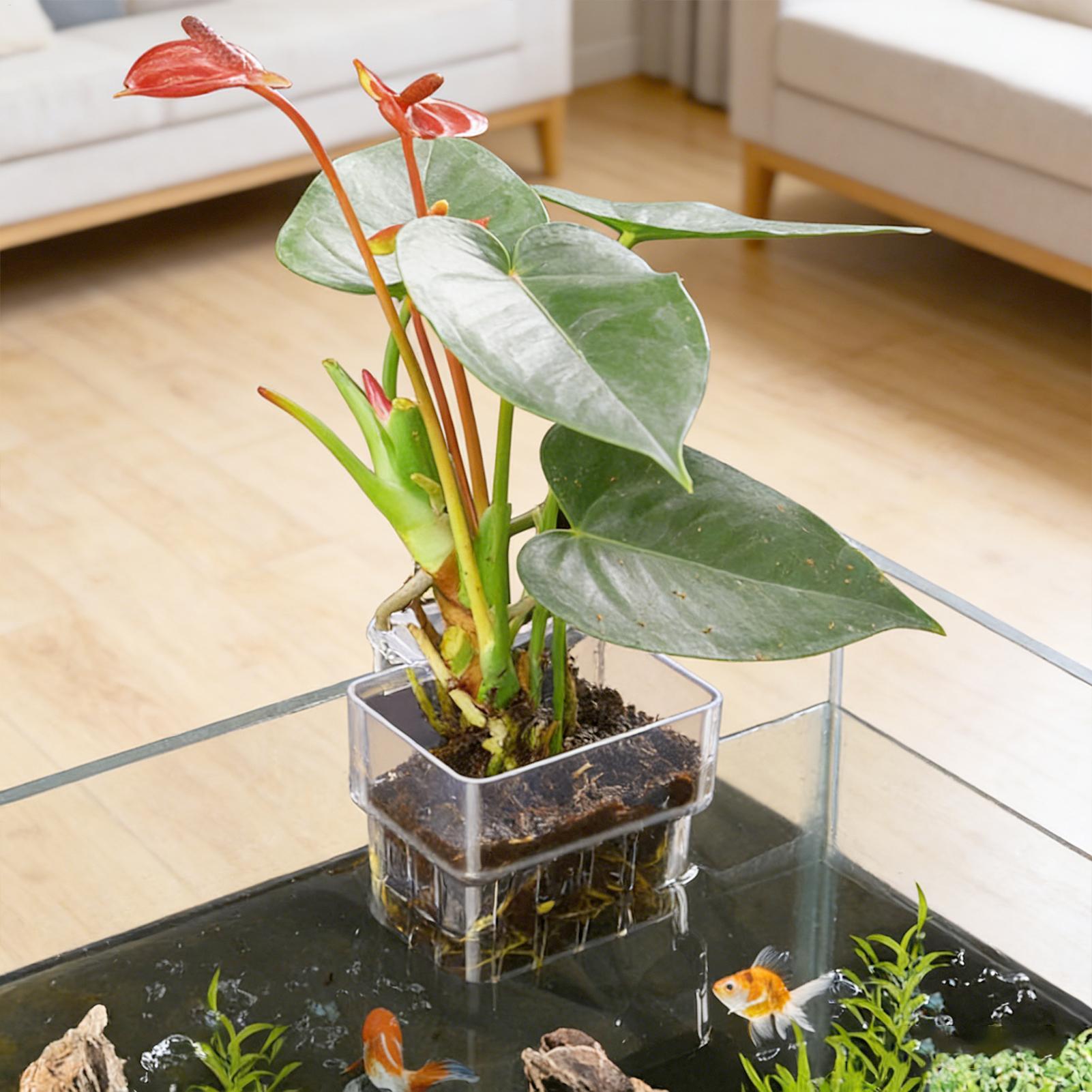 Transparent Hangable Aquarium  - Aquarium Plant Seeds review and price