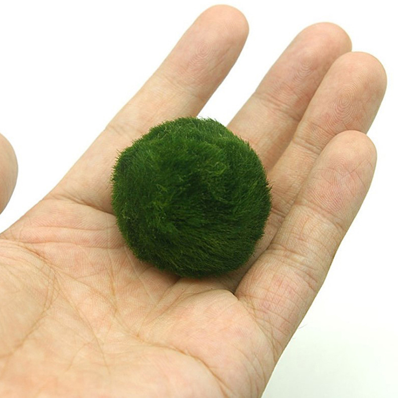Marimo Moss Balls Live Aquariu - Aquarium Plant Seeds review and price