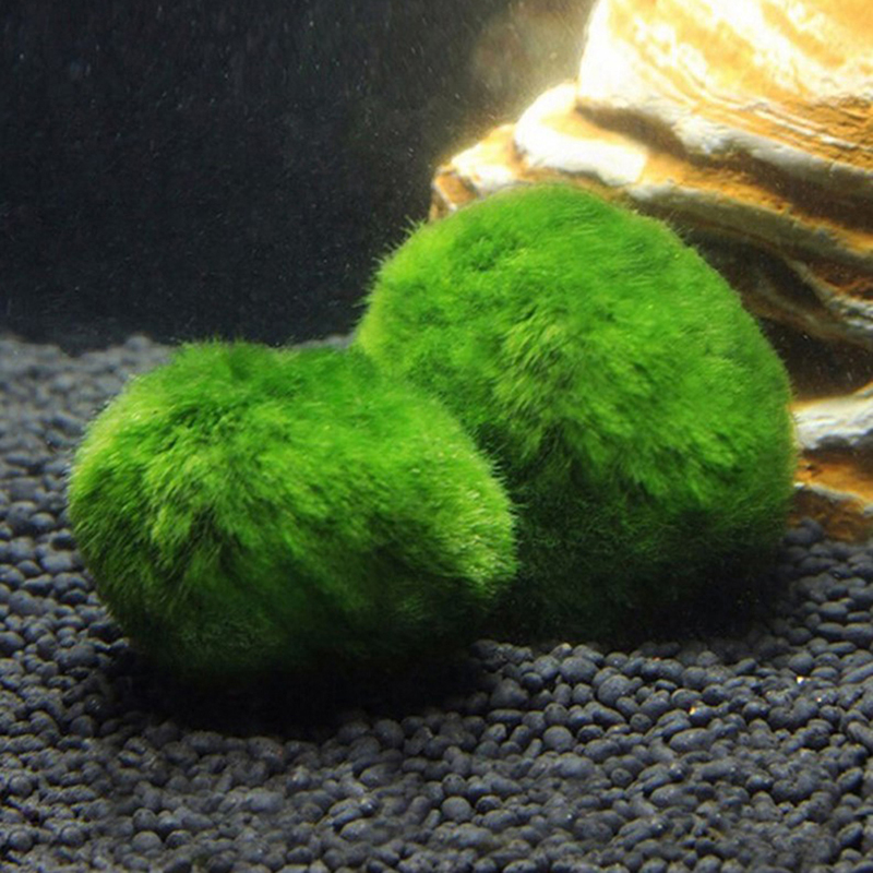 Marimo Moss Balls Live Aquariu - Aquarium Plant Seeds review and price