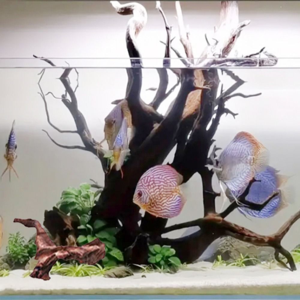 Creative Irregular Shape Coral - Aquarium Planted Soil review and price
