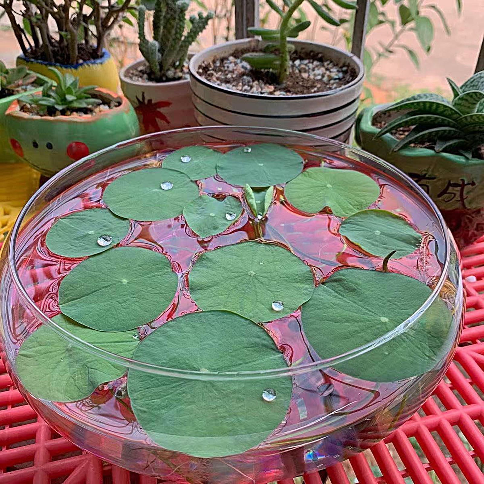Fish Glass Bowl Glass Large Hy - Planted Aquarium For Goldfish review and price