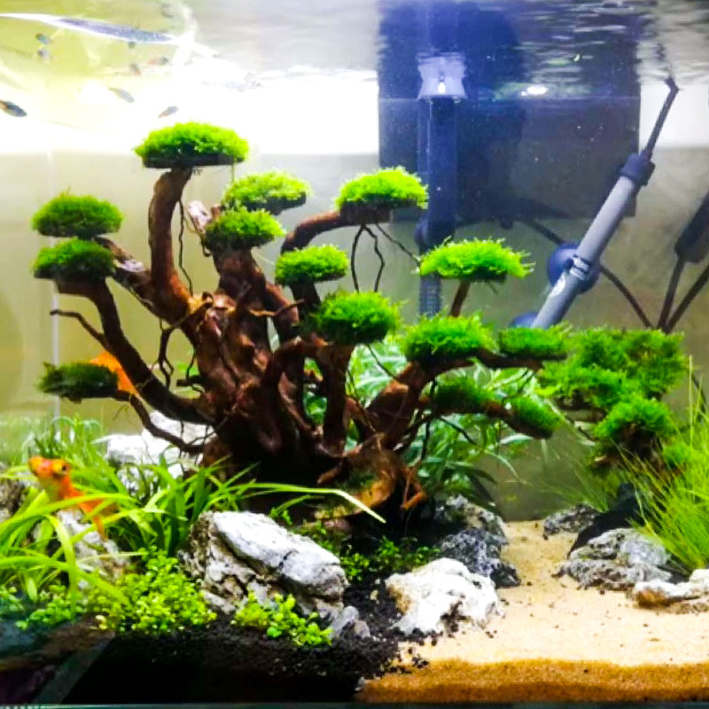 Aquarium Landscaping Moss Tree - Aquarium Planted Soil review and price