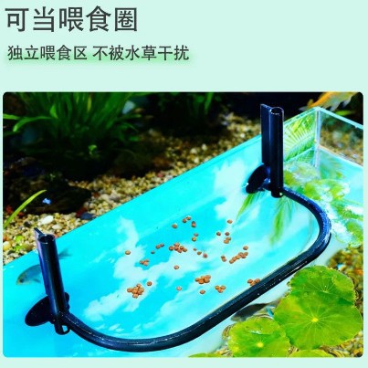 Feeding Duckweed Isolation Rin - Aquarium Plant Seeds review and price