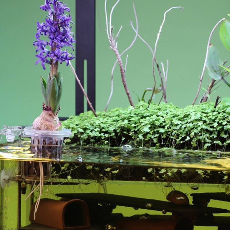 Aquariums Plant Stand Plant Cu - Emersed Plants Aquarium review and price