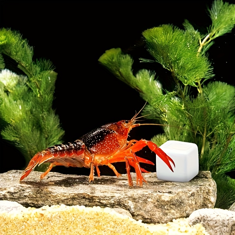 6 Pcs Fish Tank Calcium Block  - Aquarium Plant Seeds review and price
